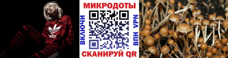 Псилоцибиновые грибы Psilocybe  продажа наркотиков  Приморск 